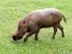Bearded Pig.JPG (200 KB)